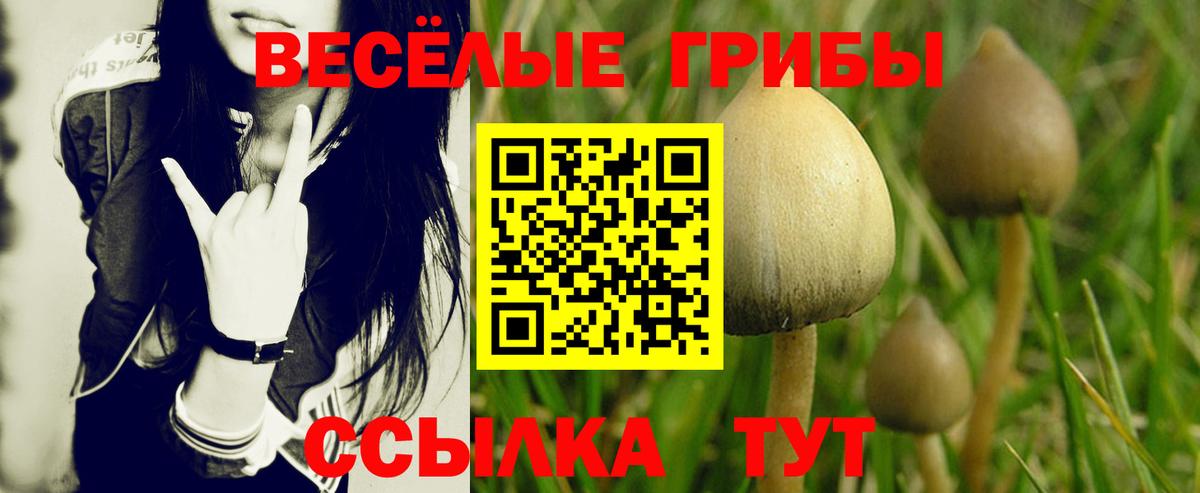 Галлюциногенные грибы Psilocybe  Вход с VPN  Щёкино 